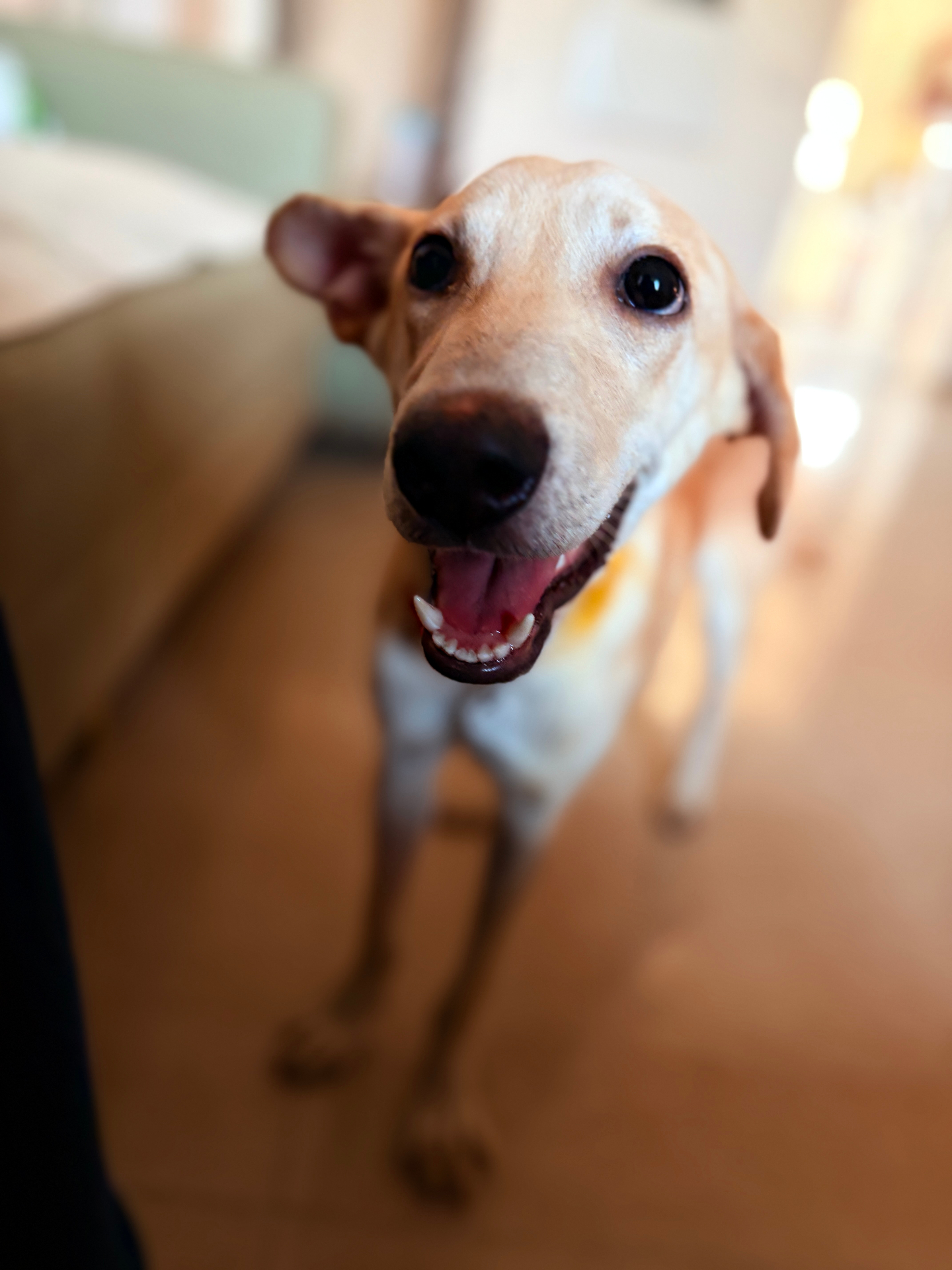 Tiger, the rescued street dog the playbook is named after